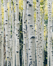 Birch