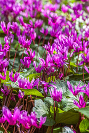Cyclamen