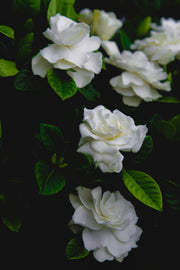 Gardenia