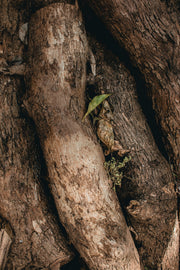 Guaicwood