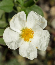 Labdanum