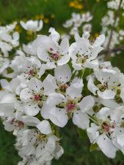 Pear Blossom