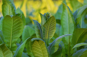 Tobacco Leaf