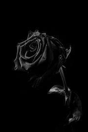 Black Rose