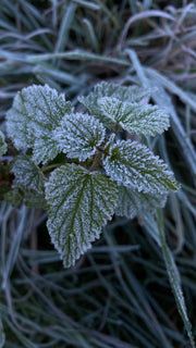 Freshy Frost