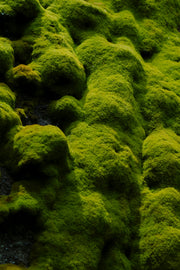 Moss