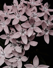 Narcotic Floral
