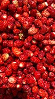 Wild Strawberry