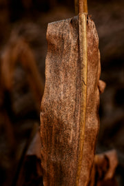 Agarwood (Oud)