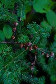 Balsam Fir