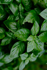 Basil
