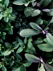 Clary Sage