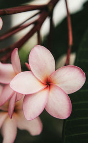 Frangipani