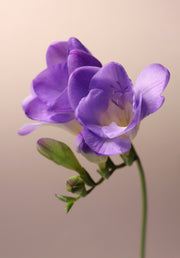 Freesia
