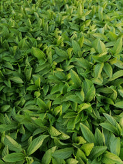 Green Tea