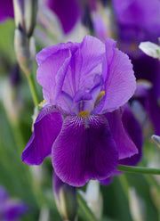 Iris