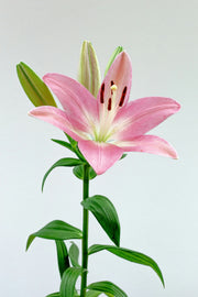 Lily