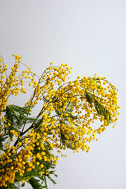 Mimosa