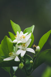 Neroli