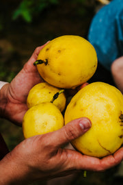 Passionfruit