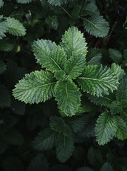 Patchouli