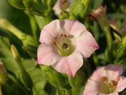 Tobaccop Blossom