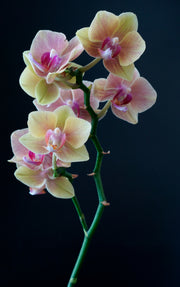 Vanilla Orchid