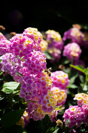 Verbena
