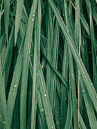 Vetiver