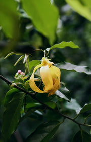 Ylang-Ylang