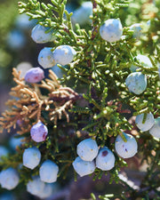 juniper